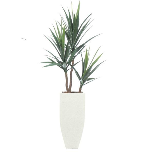 Yucca Ficus Tree