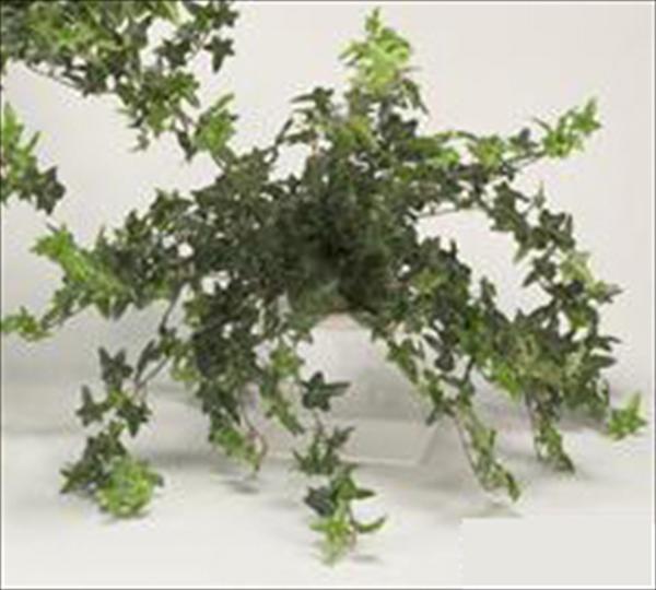 English Ivy On Ceramic Tile Flowers